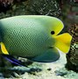 Image result for Black Angelfish Saltwater