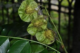 Image result for pterocarpus indicus