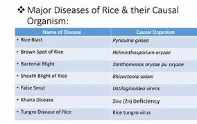 Image result for Diseases of Rice