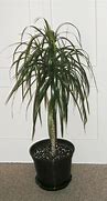 Image result for Dracaena Marginata Variegated