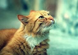 Image result for Plano De Fundo Computador Gato HD