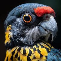 Image result for Lorie's Bird