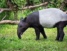 Image result for tapir habitat loss