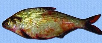 Image result for Fish Septicemia