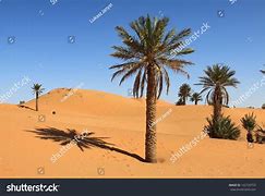 Image result for Palm Tree Plant