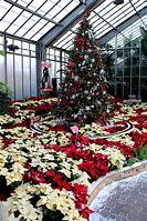 Image result for Beauty and the Beast Christmas Tree