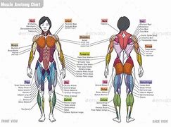 Image result for Flexing Upper Body