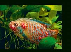 Image result for Mycobacterium Piscium Fish