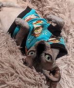 Image result for Sphynx Kitty