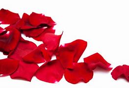 Image result for Rose Petals