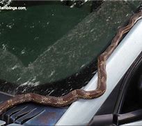 Image result for Snake Vs. Car