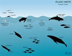 Image result for Ocean Ecosystem Animals