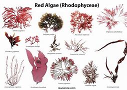 Image result for Red Algae Structure