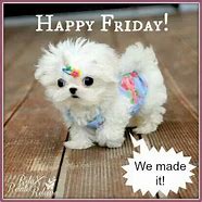 Image result for Happy Friday Cute Animals