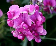 Image result for Sweet Pea Flower Designs