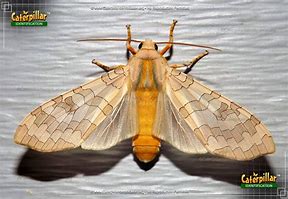 Image result for Tussock Moth Caterpillar Repellent