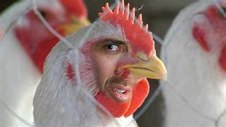 Image result for Caged Hens