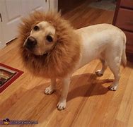 Image result for Dog Costume Lion