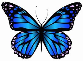 Image result for Butterfly Animated Transparent