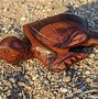 Image result for Sea Turtle Gifts for Men