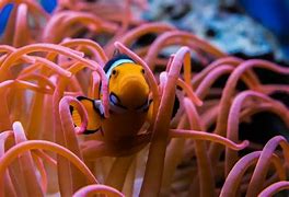 Image result for Clownfish Fry Food