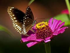 Image result for Butterflies Garden