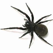 Image result for Brown House Spider Poisonous