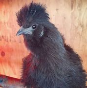 Image result for Gray Silkie Chicken