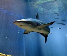 Image result for Dusky Shark Pups