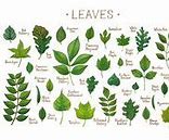 Image result for NC Tree Leaves