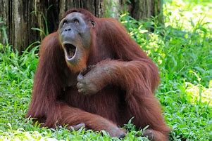 Image result for Orangutan Picture Funny Monkey