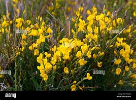 Image result for Spanish Broom