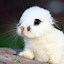 Image result for Cute Fluffy Rabbits