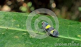 Image result for Rice Leafhopper