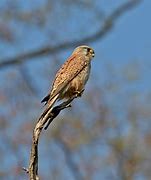 Image result for Eurasian Kestrel Female