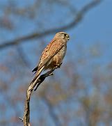 Image result for Eurasian Kestrel Female