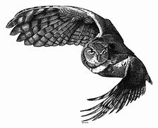 Image result for Flying Owl Prop