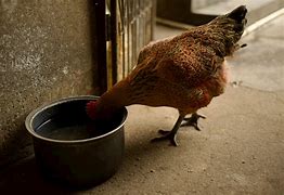 Image result for Chicken Drink Water