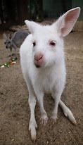 Image result for Albino Baby Walrus