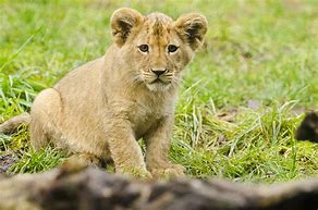 Image result for Lion Protecting Cub Pic