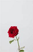 Image result for White Rose with Sage Background