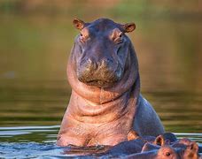 Image result for Hippo vs Gorilla