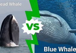 Image result for Whale