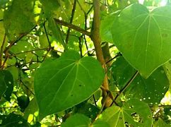 Image result for Kawakawa Tree