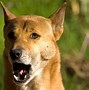 Image result for Funny Dog Singage