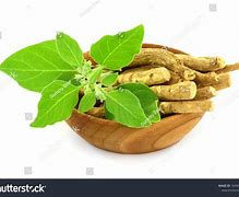 Image result for Ades Fresh Leaves