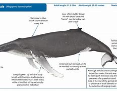 Image result for Humpback Whale