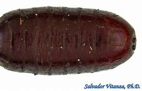 Image result for House Fly Pupa