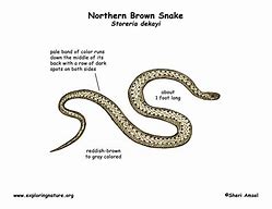 Image result for Snake Eye Diagram