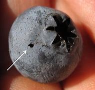 Image result for Blueberry Pests